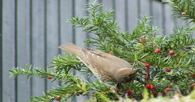 tuintips-kraaij-december-rode-bessen-met-hulst-en-vogels-384-x-202