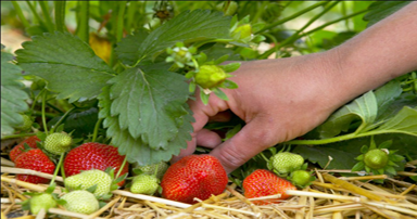 tuintips-kraaij-aardbeien-oogsten-in-juni-384-x-202