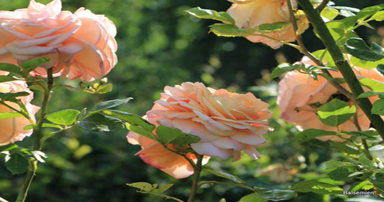tuintips-kraaij-bloeiende-rozen-juni-384-x-202